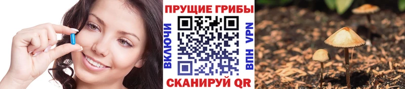 Купить  Тихорецк  Галлюциногенные грибы Psilocybe 